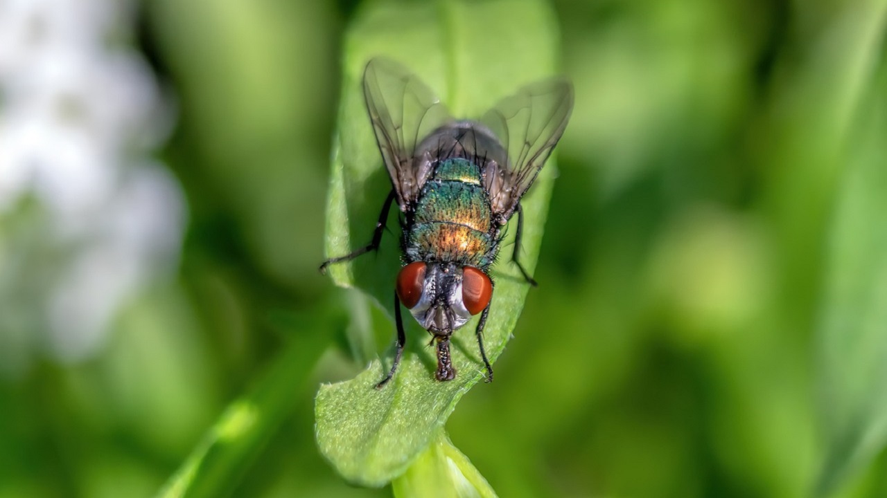 mosca