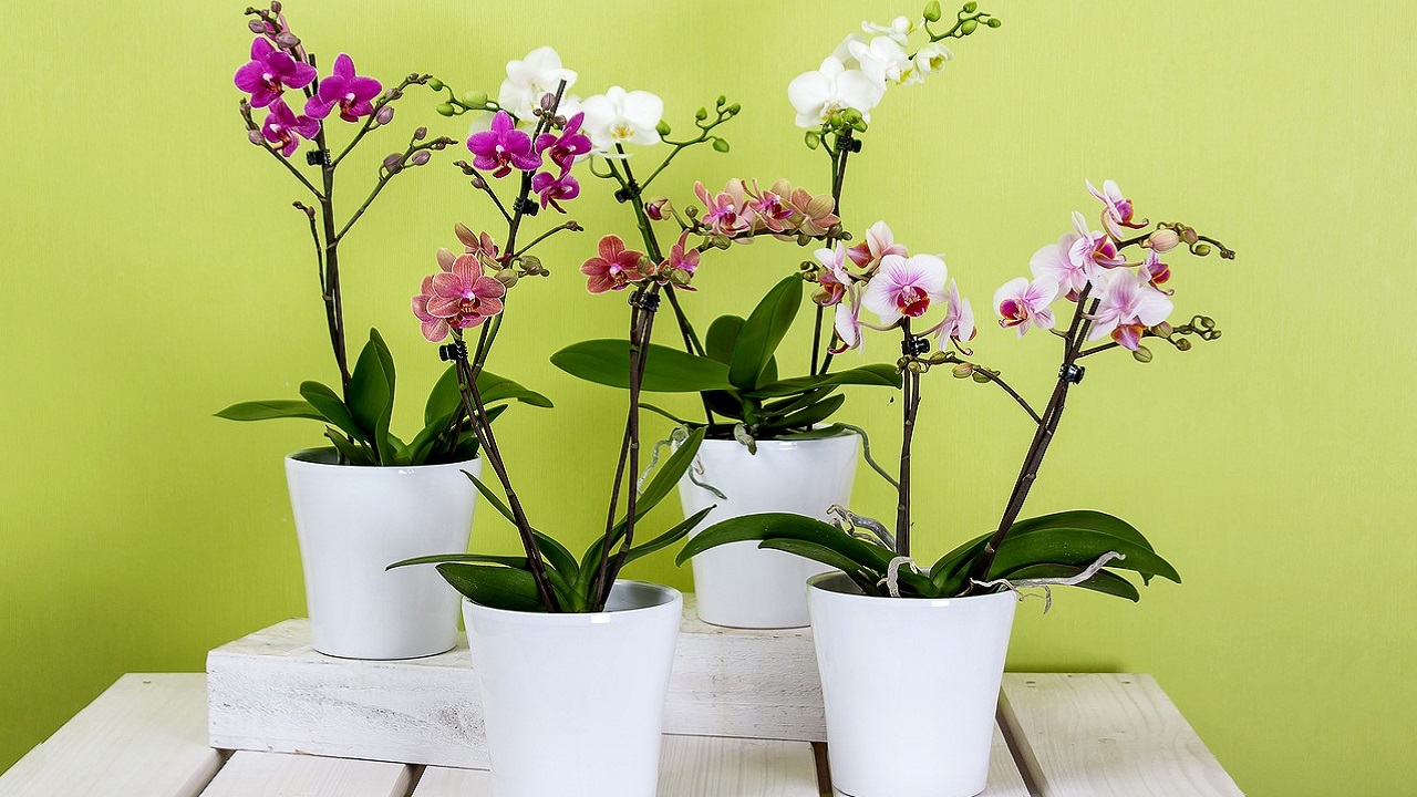 orchidee e luce in casa