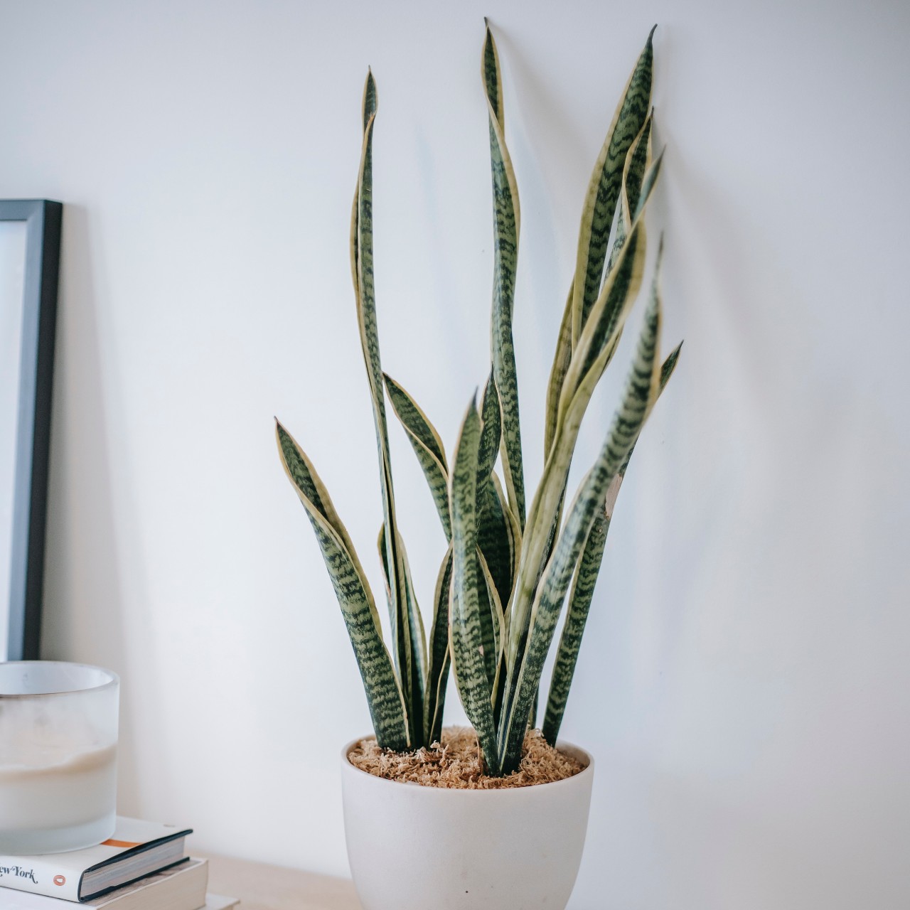 Sansevieria in vaso