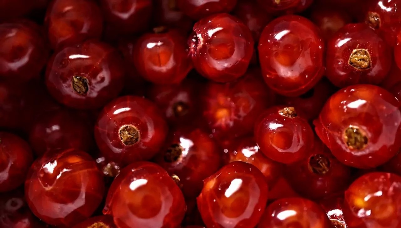 frutti di ribes rosso