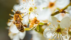 Salvare le api: tutti i fiori da tenere in balcone per assicurarne la sopravvivenza