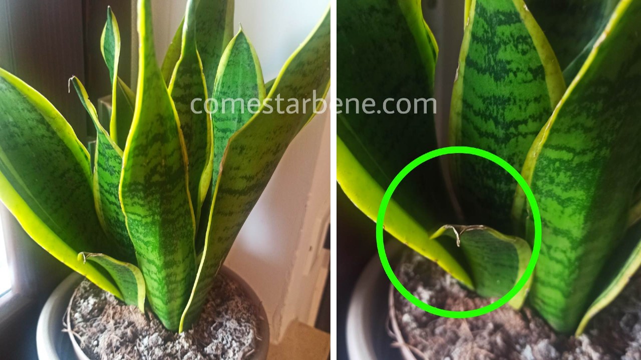 Sansevieria foglie rovinate