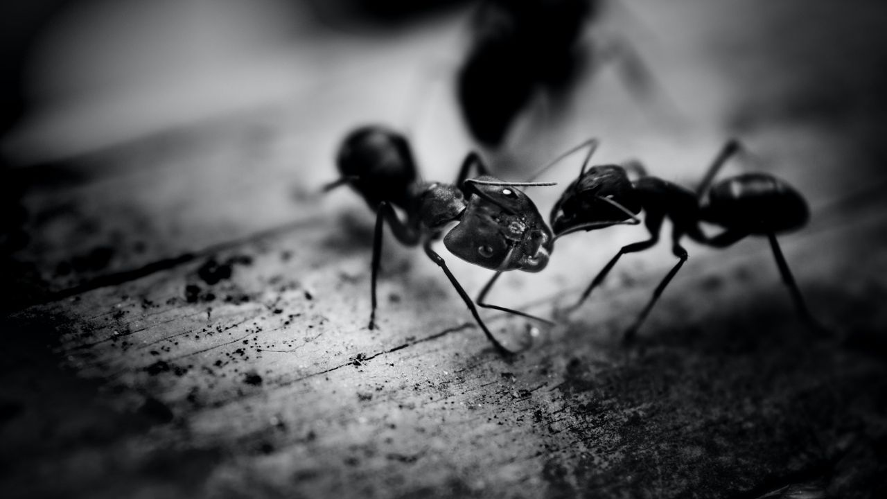 Due formiche