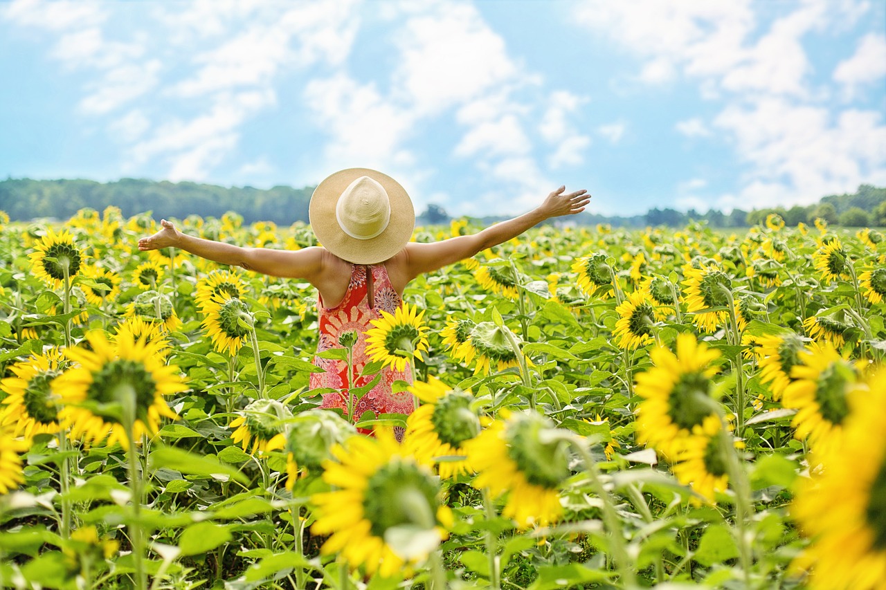 Campo di girasoli