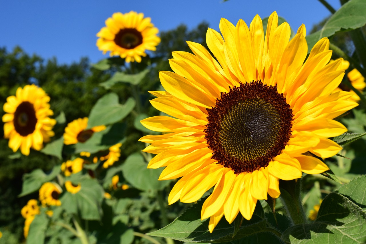 Girasoli in primo piano