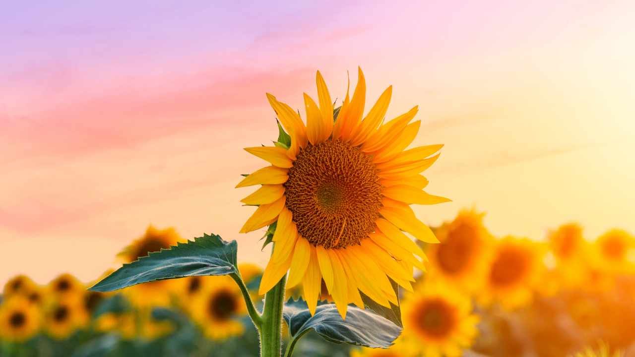 Bellissimi girasoli