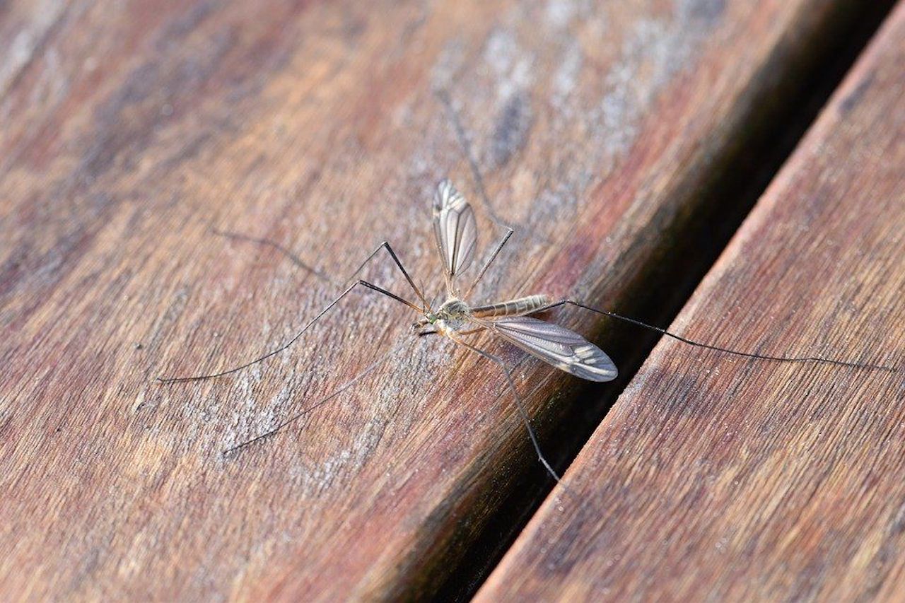 zanzare per acqua nel sottovaso