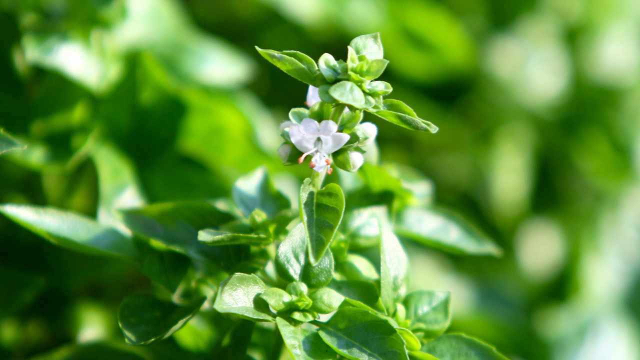 Basilico con fiori