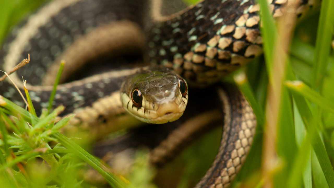 ecco cosa attira i serpenti