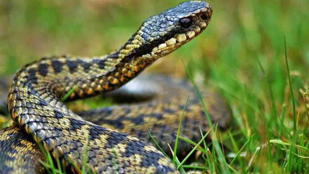 come evitare i serpenti in giardino