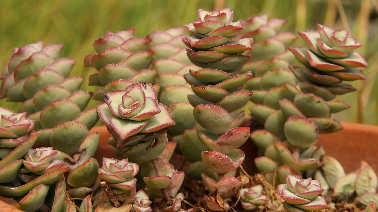 cressula