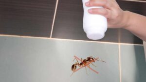 Ti è capitato di notare delle formiche in bagno? Usa questi TRUCCHI