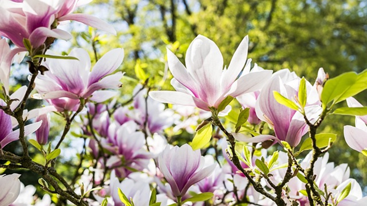 magnolia