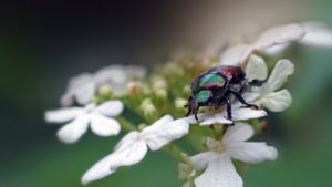 Coleottero giapponese, come liberare il tuo giardino