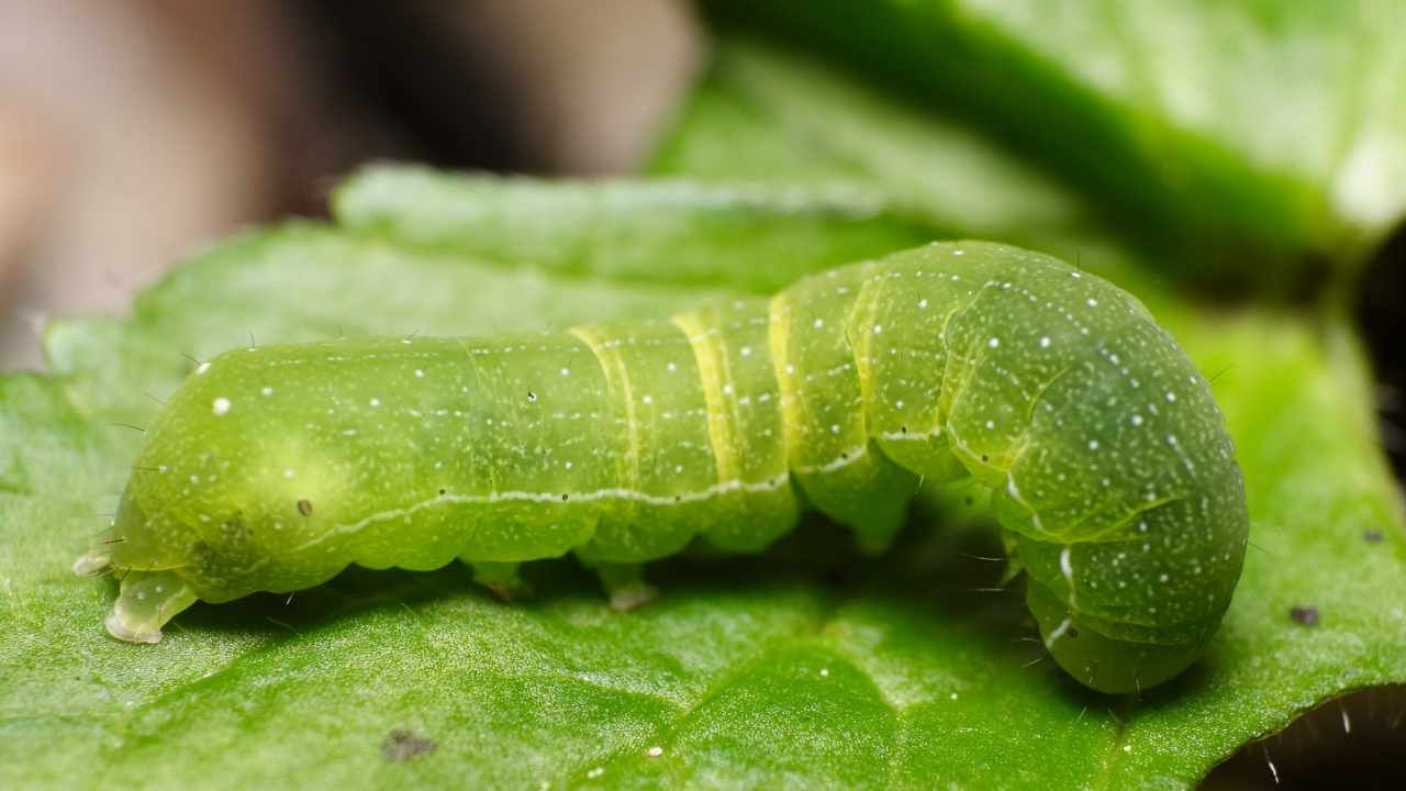 Quali sono i più efficaci rimedi naturali per sbarazzarti dei bruchi verdi  --- (Fonte immagine: https://www.comestarbene.com/wp-content/uploads/2023/08/Bruchi-verdi-3.jpg)