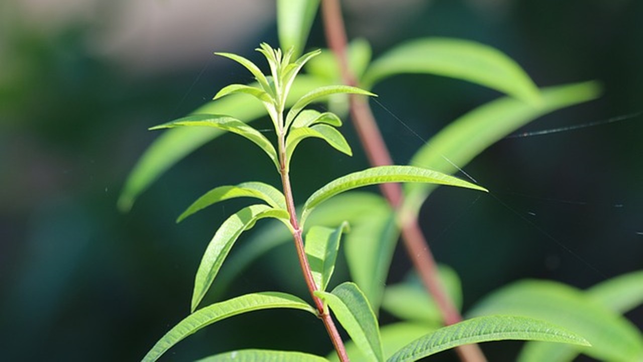 ramo di citronella