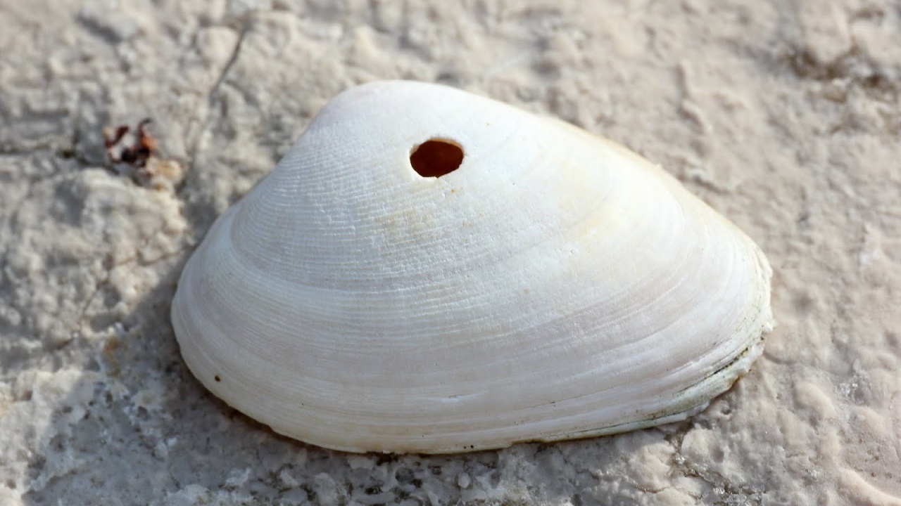 conchiglie buco spiaggia