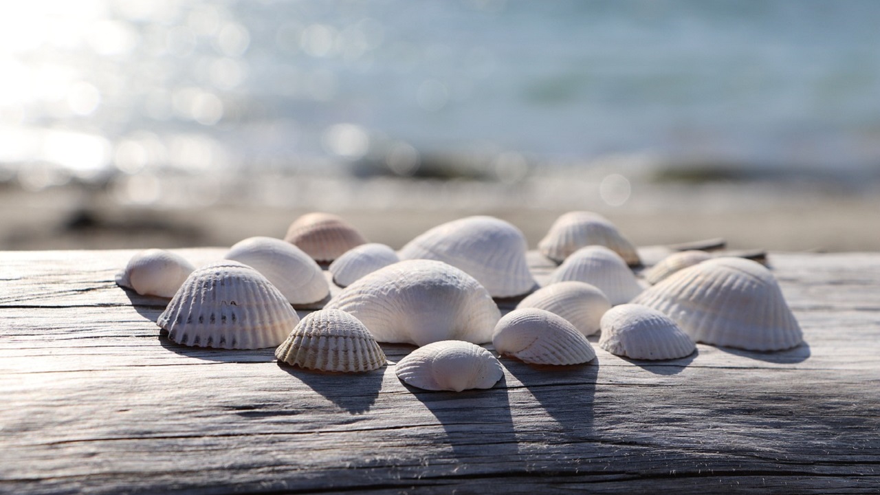 conchiglie bianche spiaggia