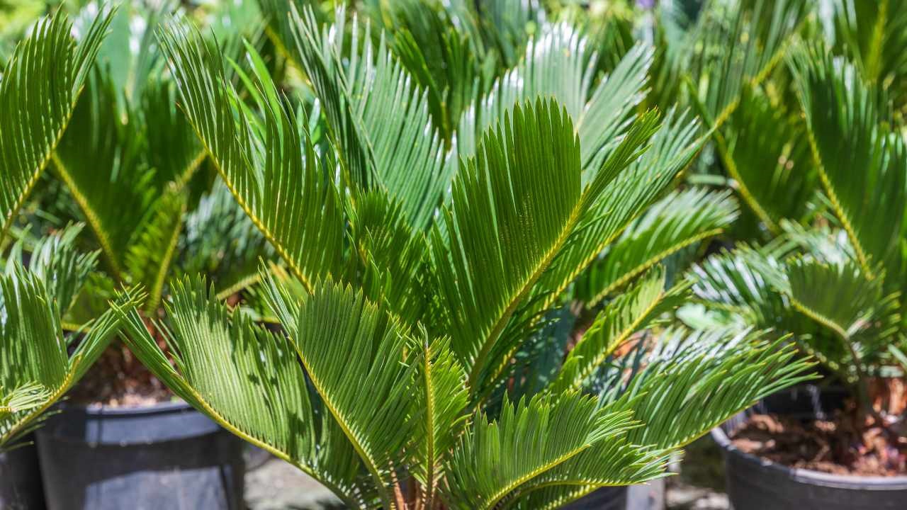 Cycas, bastano questi pochi consigli per vederla crescere in modo sorprendente  --- (Fonte immagine: https://www.comestarbene.com/wp-content/uploads/2023/08/cycas.jpg)