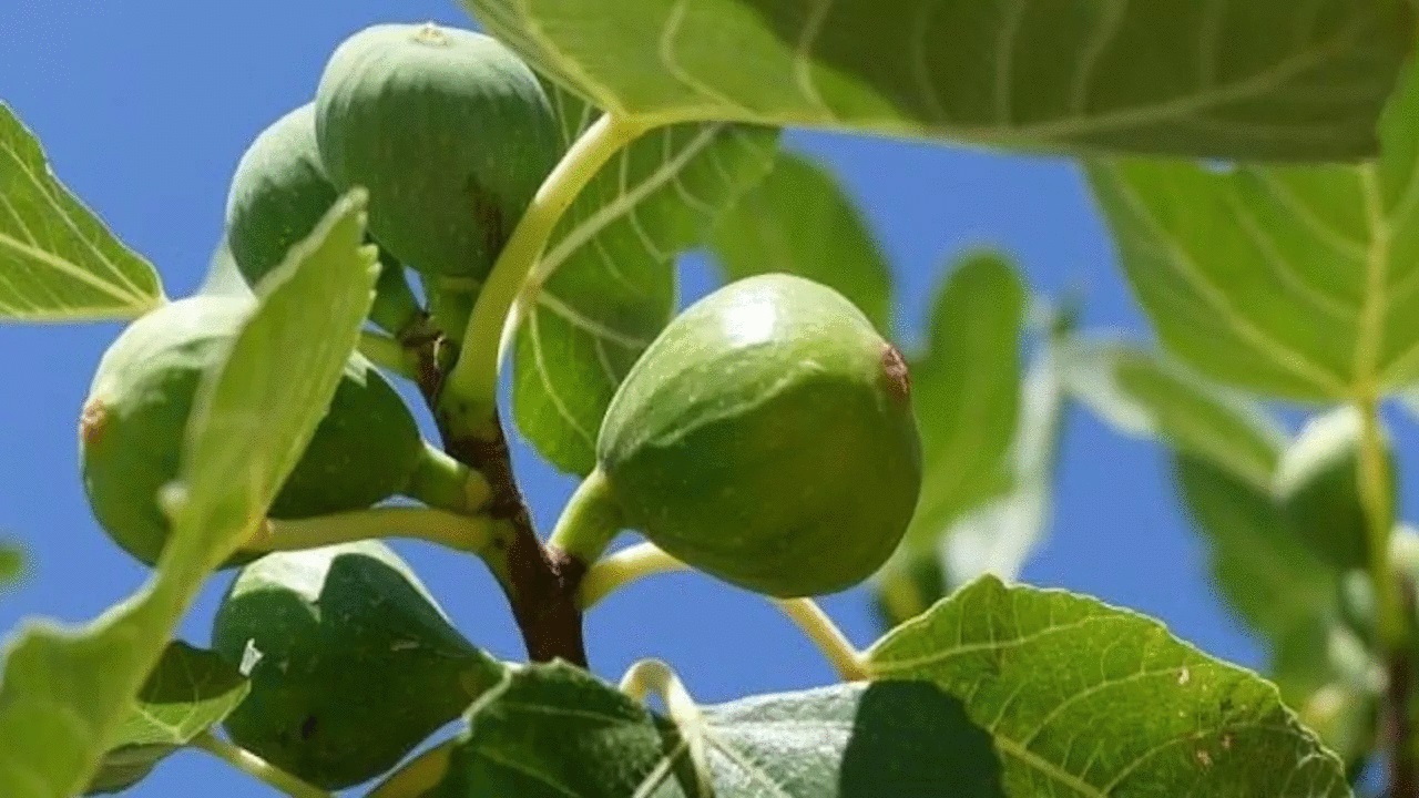 albero di fichi