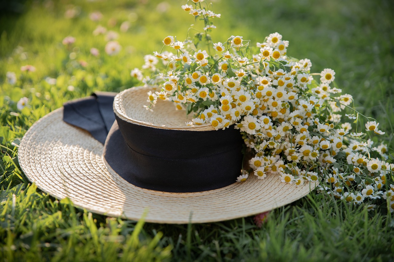 fiori di camomilla