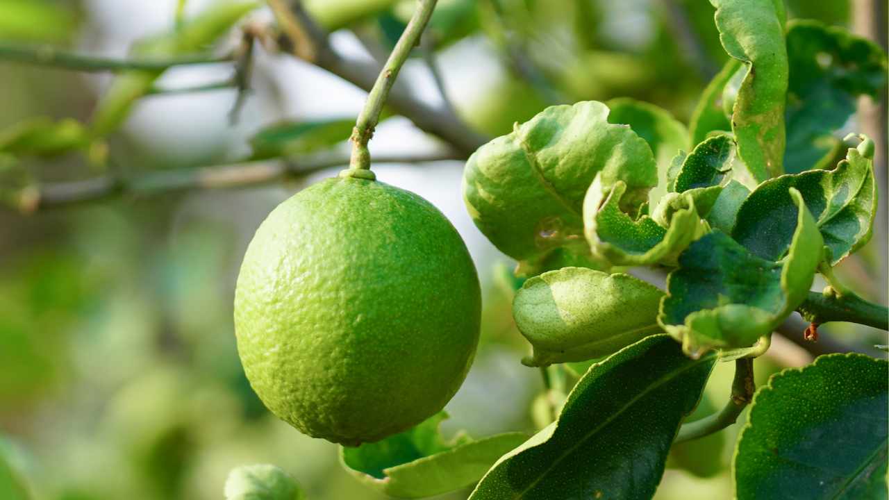 limoni