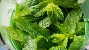 Come preparare lo sciroppo alla menta, una ricetta per un’estate fresca