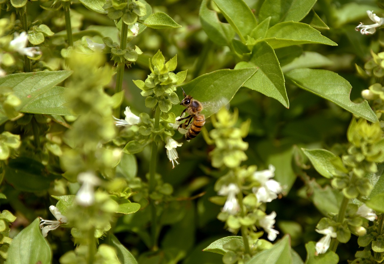 Basilico fiori bianchi