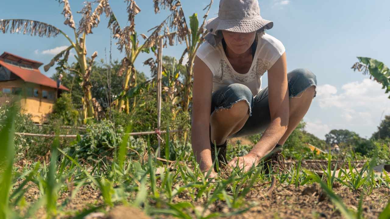 Non dimenticare di fare questi lavori in giardino a settembre  --- (Fonte immagine: https://www.comestarbene.com/wp-content/uploads/2023/09/Settembre-3.jpg)