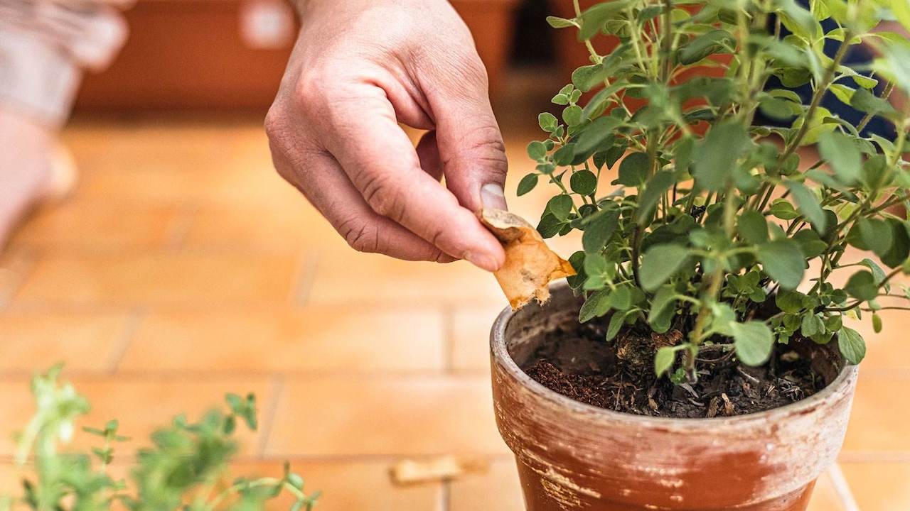 Come si usano le bustine di tè per fertilizzare le piante 