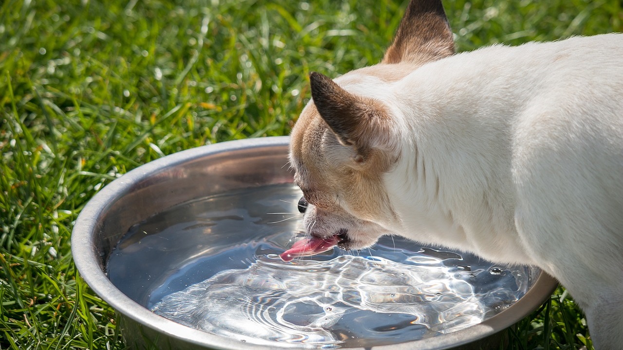 ciotola cane acqua