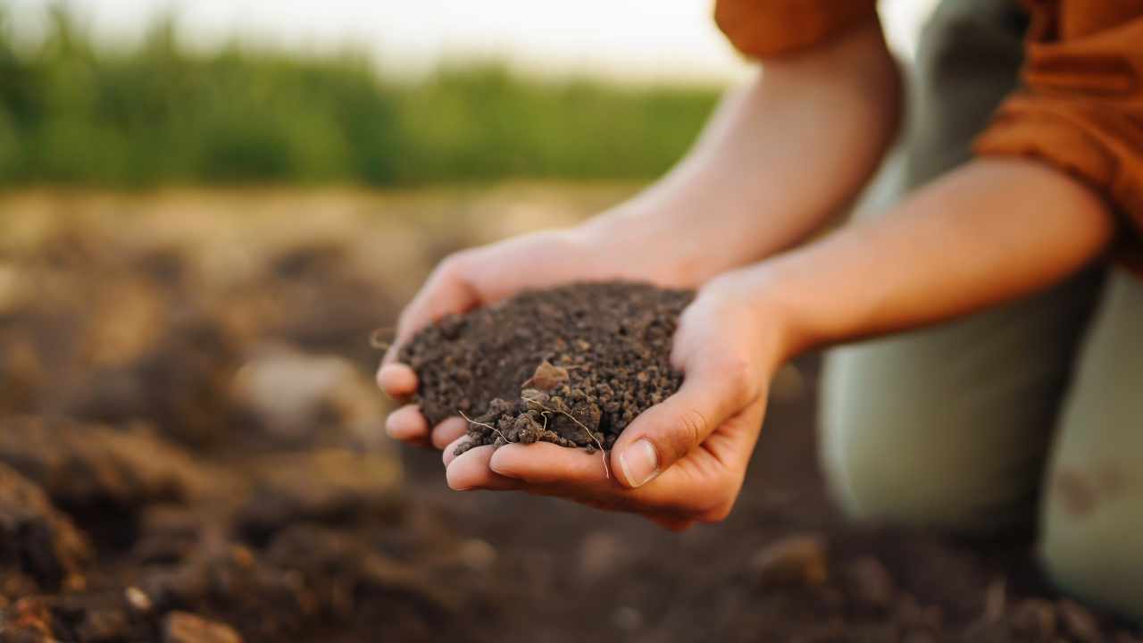 fertilizzare il terreno