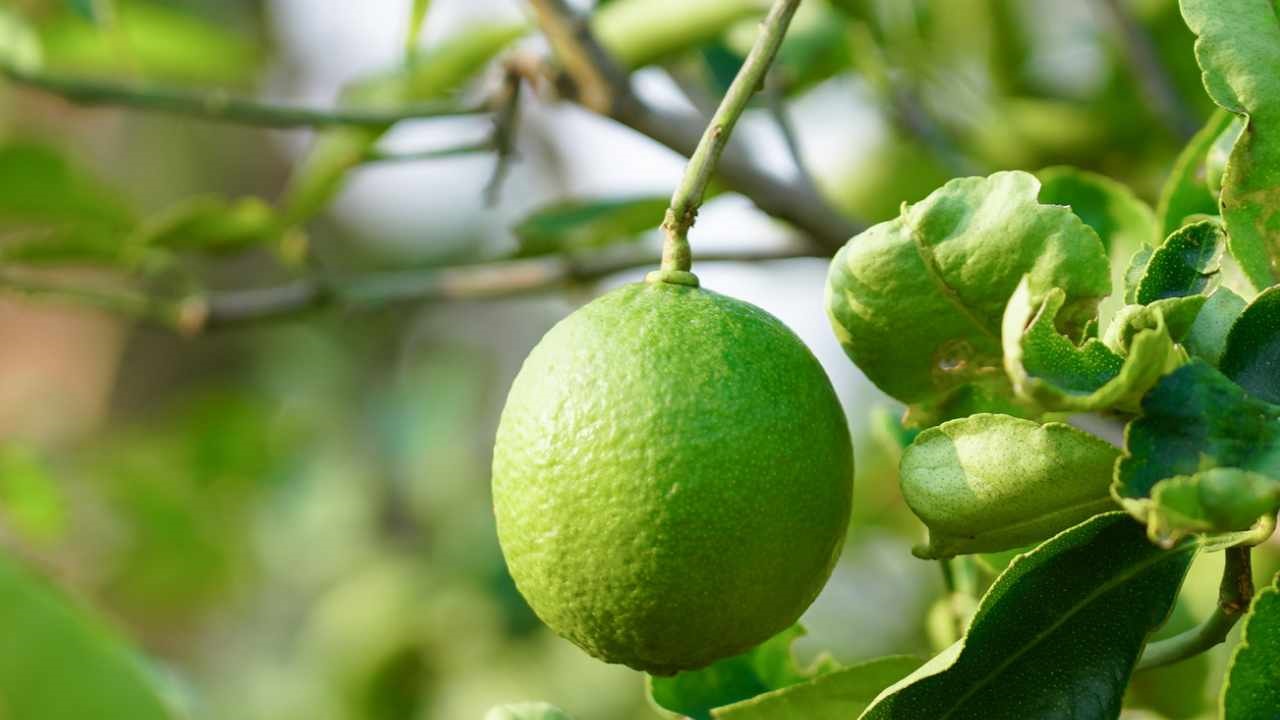 I limoni non maturano e sono sempre verdi? Rimedia in questo modo  --- (Fonte immagine: https://www.comestarbene.com/wp-content/uploads/2023/09/limoni-1.jpg)