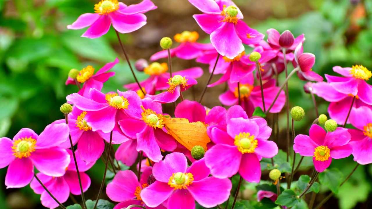 Le piante e i fiori più belli per decorare il balcone a settembre  --- (Fonte immagine: https://www.comestarbene.com/wp-content/uploads/2023/09/piante-2.jpg)