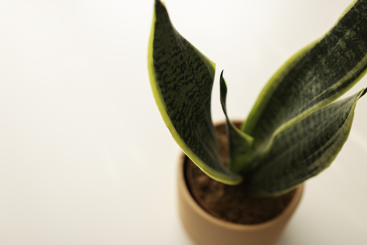 sansevieria in vaso