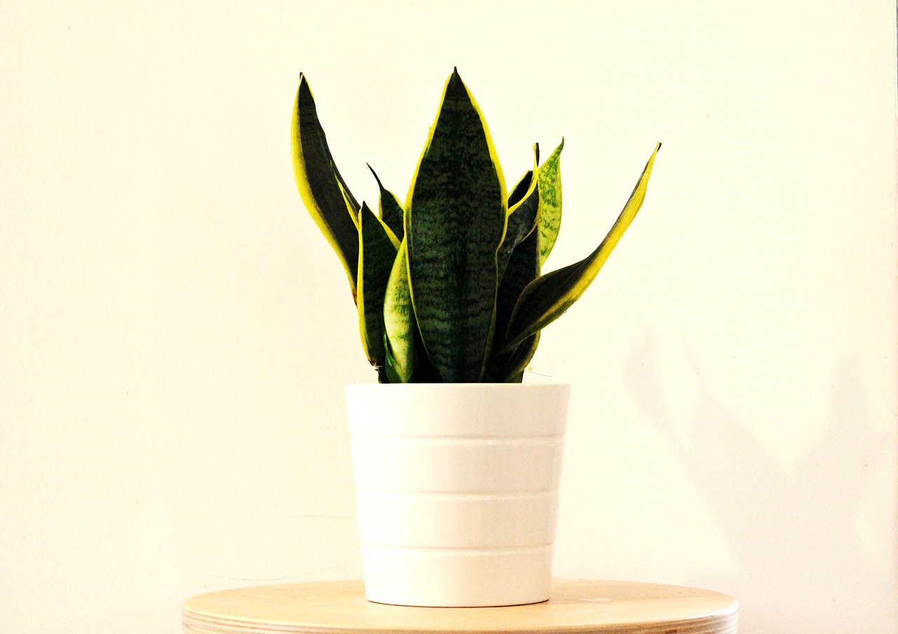 sansevieria
