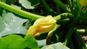 Come innaffiare (nel modo corretto) le zucchine nell’orto