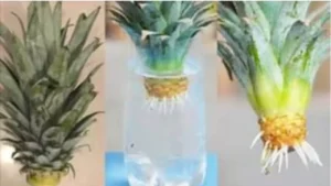 Coltivare l’ananas in acqua si può: ti diciamo come fare