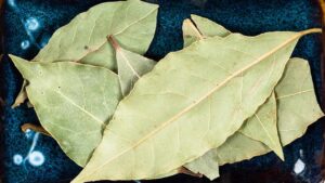 foglie di alloro