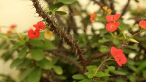 Perché la pianta Corona di Cristo non fa i fiori