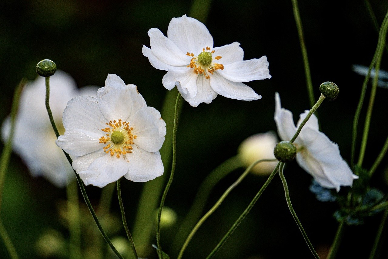 Anemone autunnale