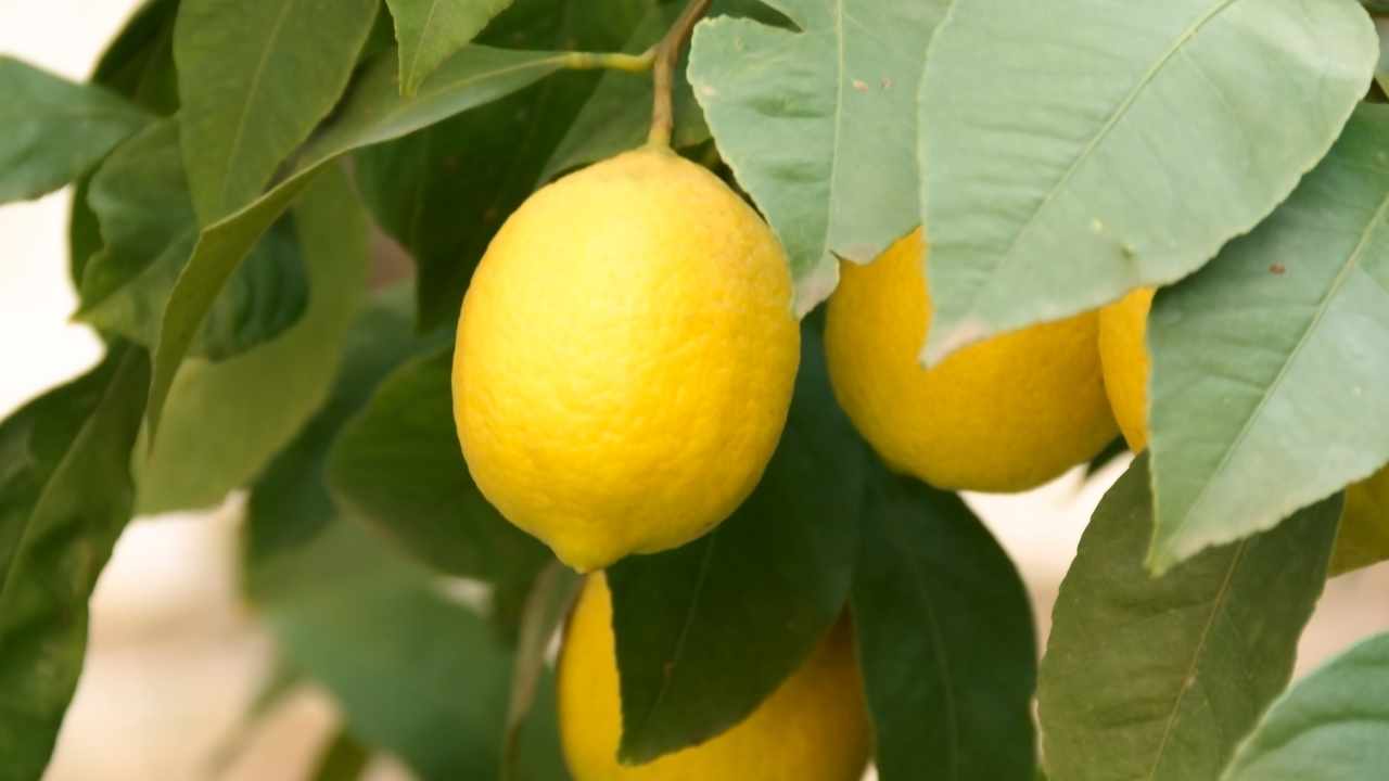 concimi per limoni