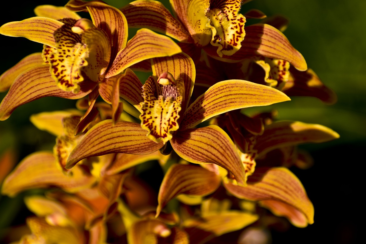 Primo piano orchidea