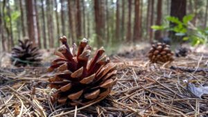 Raccogli le pigne per il tuo giardino: ti saranno utilissime