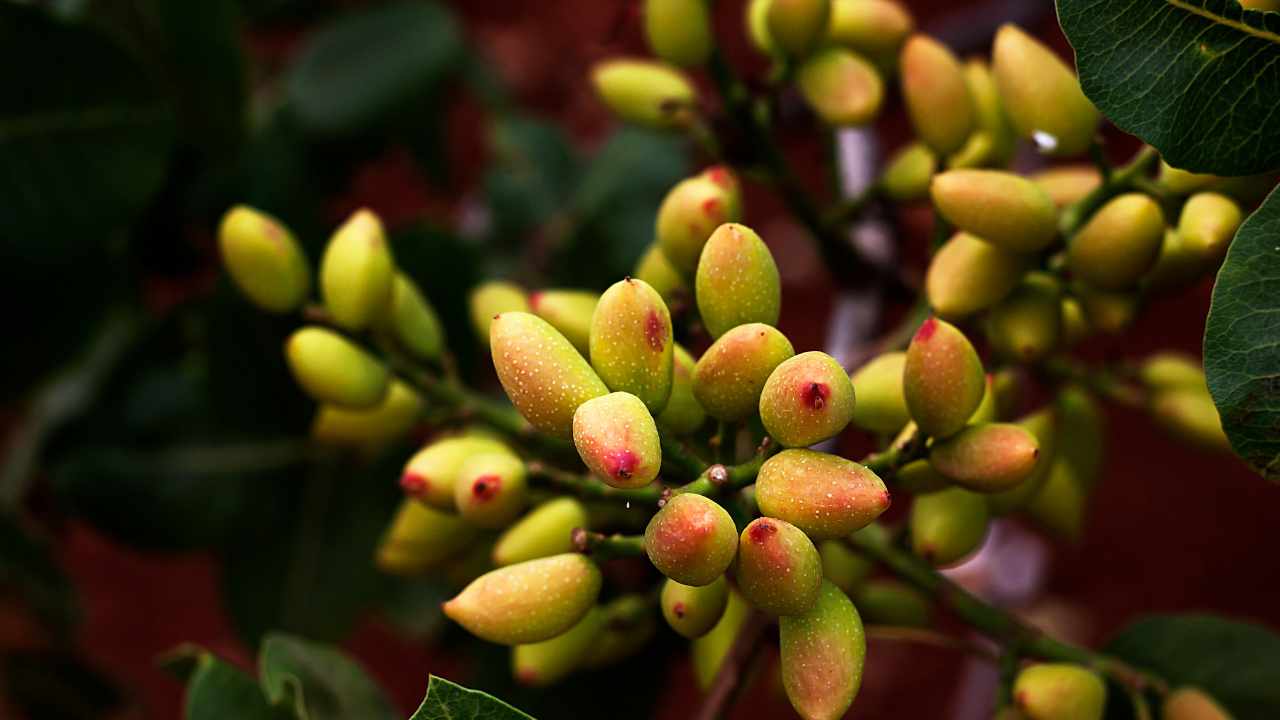 pianta del pistacchio