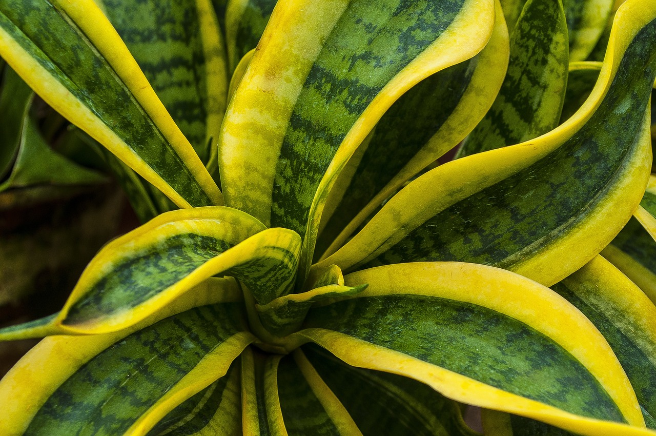 Sansevieria primo piano