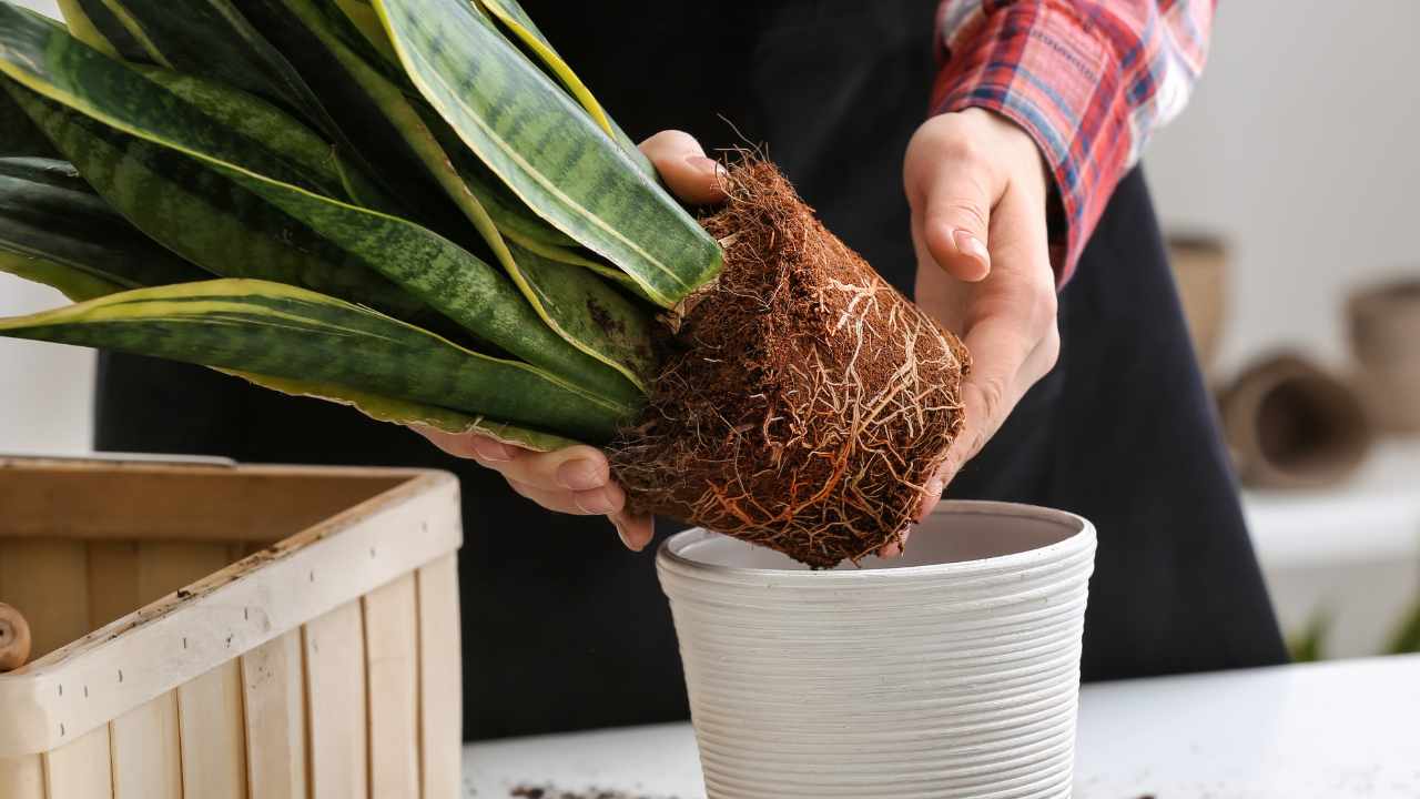 Rinvaso sansevieria