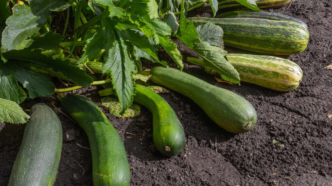 Zucchine sul tavolo