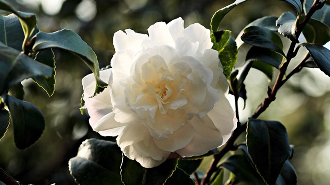 fiore bianco