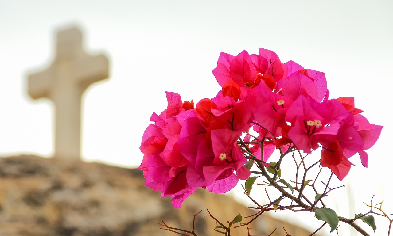 bouganvillea fiorita